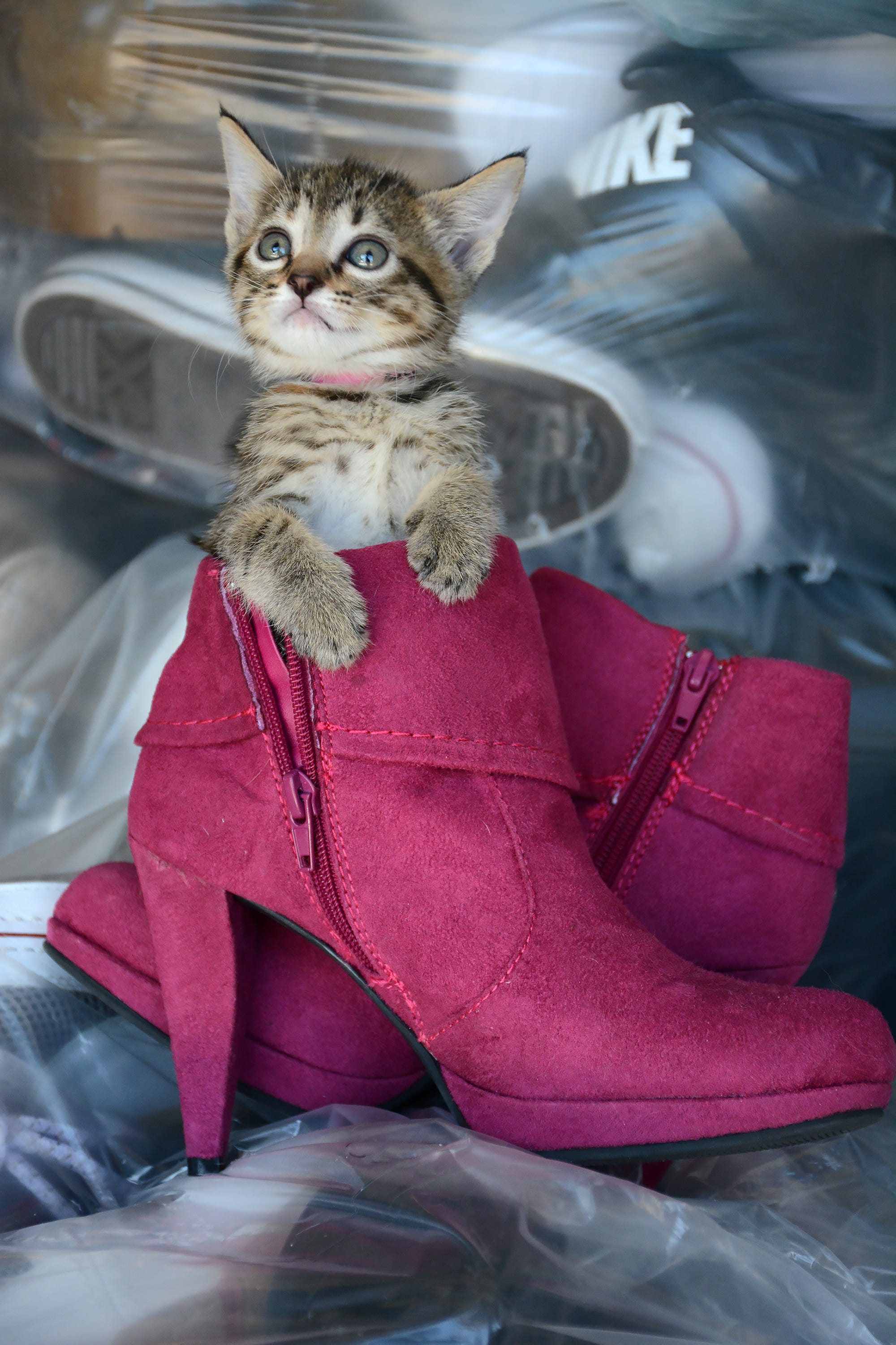 cat boots for cats